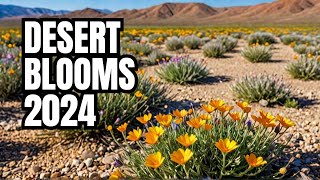 Desert Wildflowers  AnzaBorrego Desert SP March 2024 [upl. by Aletha928]