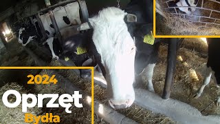 Oprzęt bydła🐄  Jałówki się pocieliły  Siuntka w akcji🔥 [upl. by Hallvard]