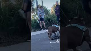 Giotto the skateboarding bulldog Olympic’s Champion​⁠ giottoskaterbulldog [upl. by Rramel271]