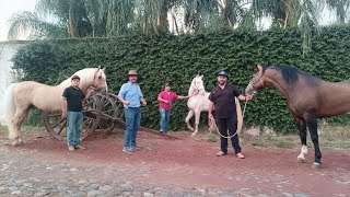 Caballos diluidos Yeguada Don Chuy [upl. by Miyasawa]