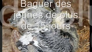 Baguage de pigeonneaux de plus de 15 jours [upl. by Homerus]