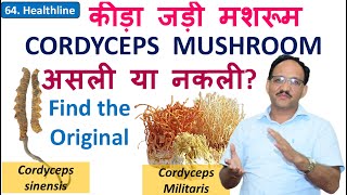 Cordyceps sinensis vs Cordyceps militaris  Keeda Jadi  Himalayan Gold  SK Sharma cordyceps [upl. by Ossie]