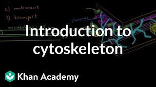 Introduction to cytoskeleton  Cells  MCAT  Khan Academy [upl. by Airdnaxela227]