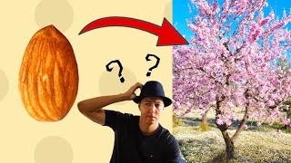 HOW TO GROW AN ALMOND TREE AT HOME FROM AN ALMOND  the simple and easy way [upl. by Ayekehs]