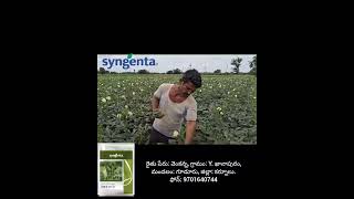 SYNGENTA INDIA LIMITED  HYBRID OKRA DIWA51 6281554491 [upl. by Vere887]