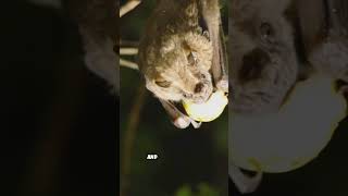 Bats Are Natures BEST Kept Secret for Pest Control [upl. by Lu]