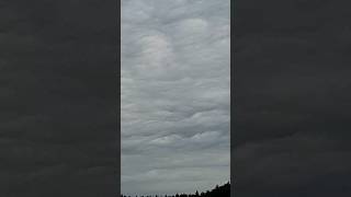 Asperatus undulatus 14724 [upl. by Acnaib917]