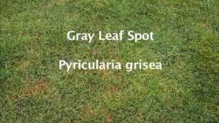 Gray leaf spot diagnosis [upl. by Notsud401]