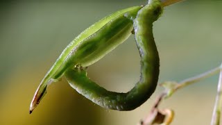 Caterpillars Feeding on Exploding Seed Pods  BBC Earth [upl. by Adaline]