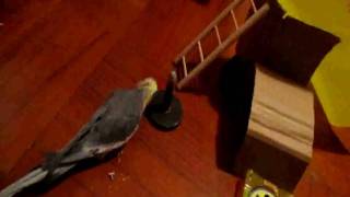 Parrot Cockatiel 13 tricks clicker training [upl. by Beatrisa54]