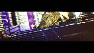 Pica Degu filmed with the LomoKino [upl. by Marcelo907]