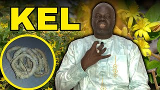 🌴 Ndiarignou Kél  Vertus du Grewia bicolor  Pr Ousmane Ndiaye  SAMA XALAAT TV [upl. by Eicart529]