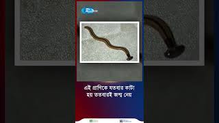 ছোট্ট কিন্তু অথচ শক্তিশালী প্রাণ যতবার কাটে ততবার জন্মে HammerheadWorm Short Rtv [upl. by Davena]