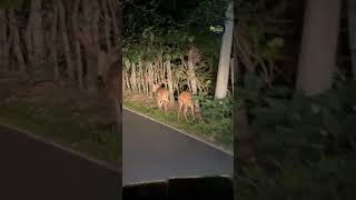 Night Safari at Munnar [upl. by Bowerman]