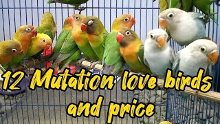 12 mutation lovebirds and price [upl. by Ezara312]