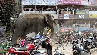 Elephant goes crazy in India [upl. by German]