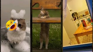 Cute Kittens 😼 cat 😹 FunnyCats Part 1696 [upl. by Eenaej]