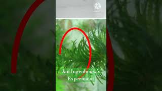 photosynthesis Jan Ingenhousz Experiment on Hydrilla I Sunlight Essential neet shorts trending [upl. by Alayne]