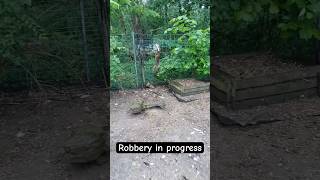 Freeze Mr Fox 🦊 🐓nature animals robbery fox chicken subscribe [upl. by Attelrac929]