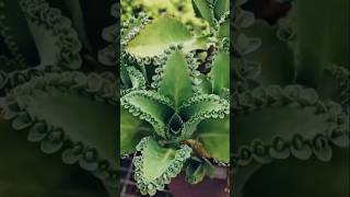 How to propagate Mother of Thousands 🪴🪴plants shorts propagation [upl. by Bouton]