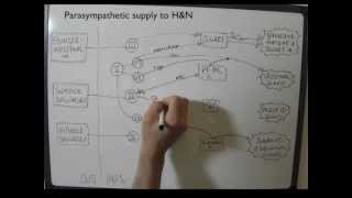 Cranial Nerves Parasympathetic System explained [upl. by Latrina921]