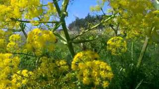 Giant Fennel of Cyprus Ferula Communis [upl. by Ayanat]