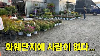 불경기가 체감되는 화훼시장유성노은화훼단지 도매화원 [upl. by Nehtanhoj460]