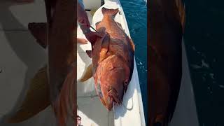 BlacktipH Biggest Snapper Ive Ever Seen whalefish fishing fish ocean whaleshark wildlife [upl. by Rogerson908]