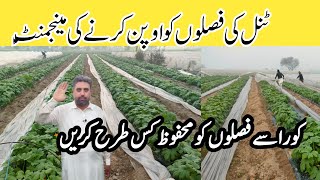 Tunnel farming Management  ٹنل والی سبزیات کو اپن کرنے کی منیجمنٹ tunnelfarming [upl. by Aylat]