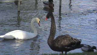 BLACK SWAN QUARRY 10NOV201901 [upl. by Nnylsor]