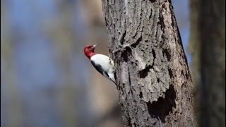 Redheaded Woodpeckers [upl. by Atul]