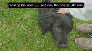 Puppy class learning whistle recall puppytraining dogtrainingtips [upl. by Norit]