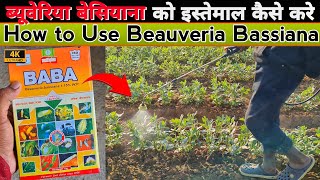 How to Use Beauveria Bassiana  Dose for Foliar amp Soil Application  Beauveria को इस्तेमाल कैसे करे [upl. by Wallache]