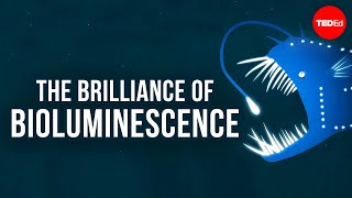 The brilliance of bioluminescence  Leslie Kenna [upl. by Winny]