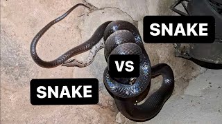 Insane Footage Boa Constrictor vs Mussurana in the Peruvian Amazon [upl. by Eniowtna114]