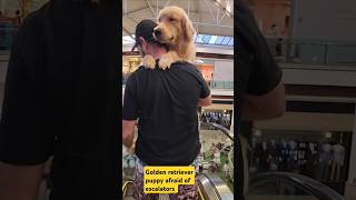 Golden retriever escalators shorts goldenretriever escalatorescalators escadarolante [upl. by Mahsih]