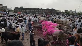 Bull market chakan Maharashtra India [upl. by Yolane]