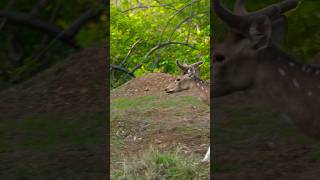 I saw this animal during a safari shorts wildlife [upl. by Nylrahc]