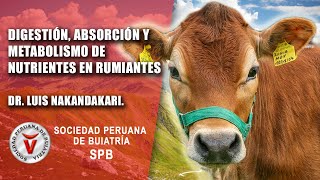 Digestión absorción y metabolismo de nutrientes en rumiantes [upl. by Marmaduke]