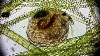 🔬 Wasserfloh  Daphnia pulex obtusa  Cladocera  Onychura  microorganisms under microscope HD [upl. by Enytsirk]