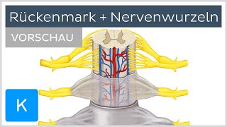 Rückenmark Rückenmarkshäute und Nervenwurzeln Vorschau  Kenhub [upl. by Zennie722]