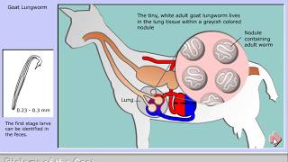 Life cycle of Muellerius capillaris  the goat lungworm [upl. by Congdon632]