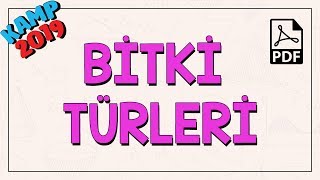 Yeryüzündeki Bitki Türlerinin Sınıflandırılması [upl. by Damien493]