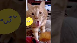 quotCollection of Funny Cat Videos and Soundsquot shorts [upl. by Anilehcim180]