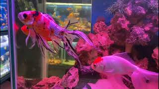 Online Fish Shopping in India bunnycartcom bunnycartin Shrimp amp Planttrending viral short 348 [upl. by Lletniuq627]