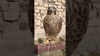 Zehri falconry peregrine falcon nape shaheen red headed Marline falcon hobby falcon hunterzehri [upl. by Adnimra489]