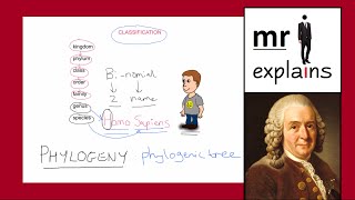 mr i explains The Linnaean Classification System and the construction of Phylogenic Trees [upl. by Orfurd]