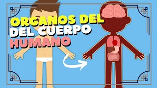 LOS ÓRGANOS DEL CUERPO HUMANO  PARTE 1  Para niños [upl. by Sehcaep]