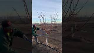 Trimming almond trees [upl. by Ingvar470]