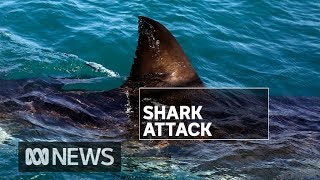 Two British tourists mauled by shark while snorkelling in Whitsundays  ABC News [upl. by Seraphina]